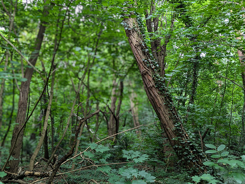 Mein größtes Bedürfnis ist Natur und die damit verbundene Freiheit, die ich räumlich als auch zeitlich gedehnt genieße. Und deswegen nehme ich die beiden zum Aufwärmen mit in das nahe gelegene Naturschutzgebiet „Fauler See“ [Bild 1].
